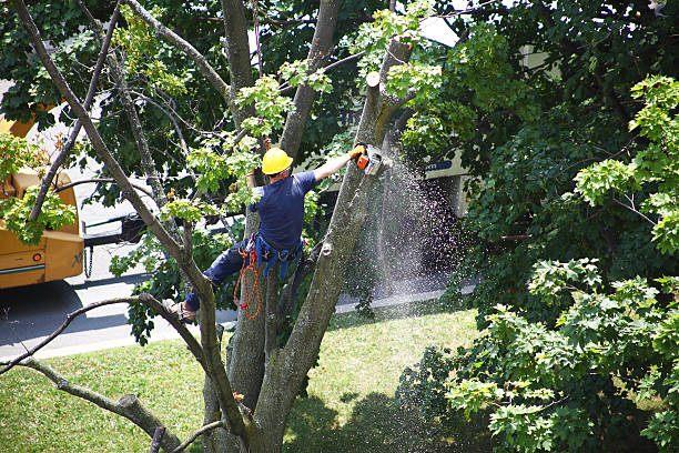 Lawn Pest Prevention in Elk City, OK