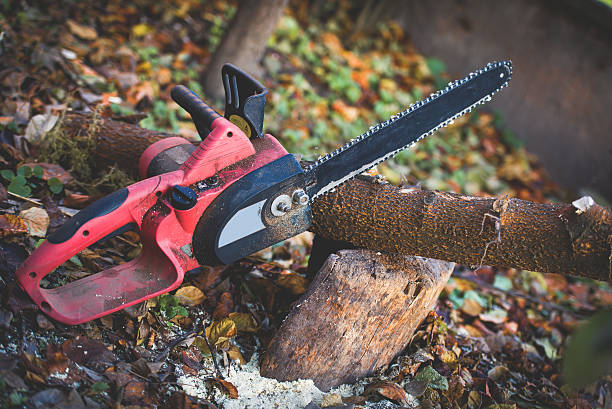 How Our Tree Care Process Works  in  Elk City, OK