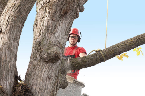 Best Tree Removal Service  in Elk City, OK